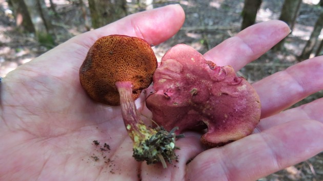 Chalciporus rubinellus / Bolet rubigineux / Rubiginous Bolete - facilement reconnaissable à sa petite taille, sa face poroïde pourpre rosé et sa saveur douce.