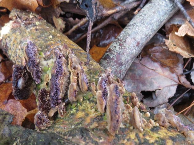 Trichaptum fuscoviolaceum / Polypore violet / Brown Purplepore Bracket - sur peuplier faux-tremble